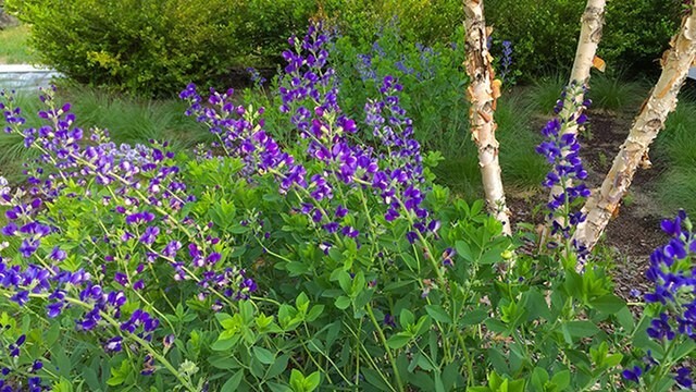 BLUE FALSE INDIGO 50 SEEDS, BAPTISIA AUSTRALIS, SUPER HARDY ZONE 3-10