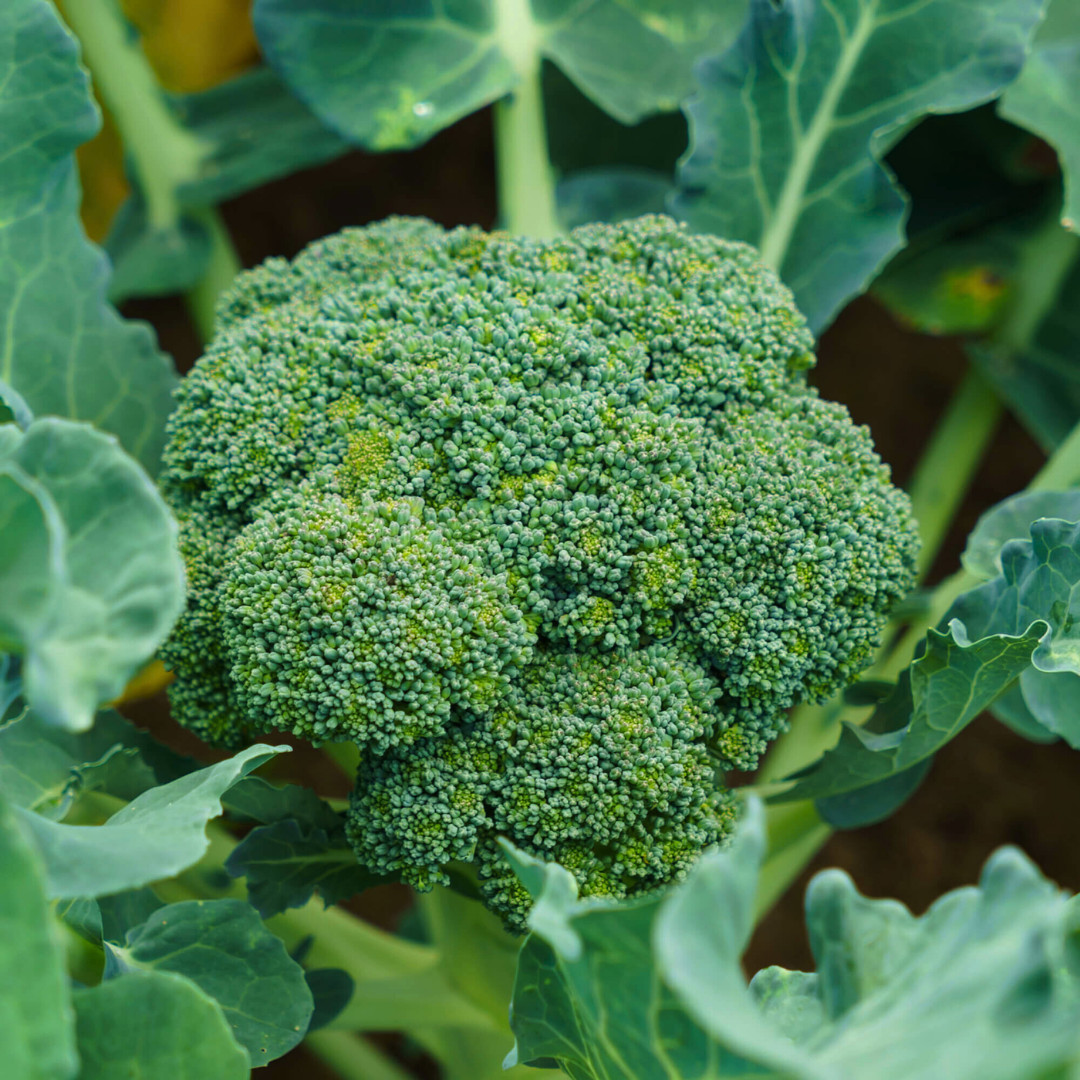 Fresh Premium Broccoli Seeds | Waltham 29 | Heirloom Non-GMO | Vegetable Seeds