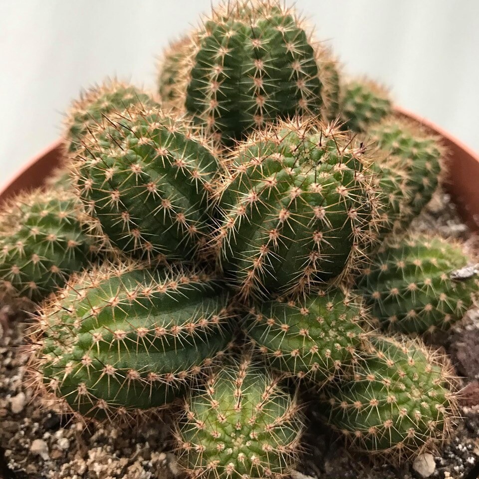 Chamaelobivia (Peanut Cactus) “Rainbow Giant” Cactus Seeds (100 Seeds)