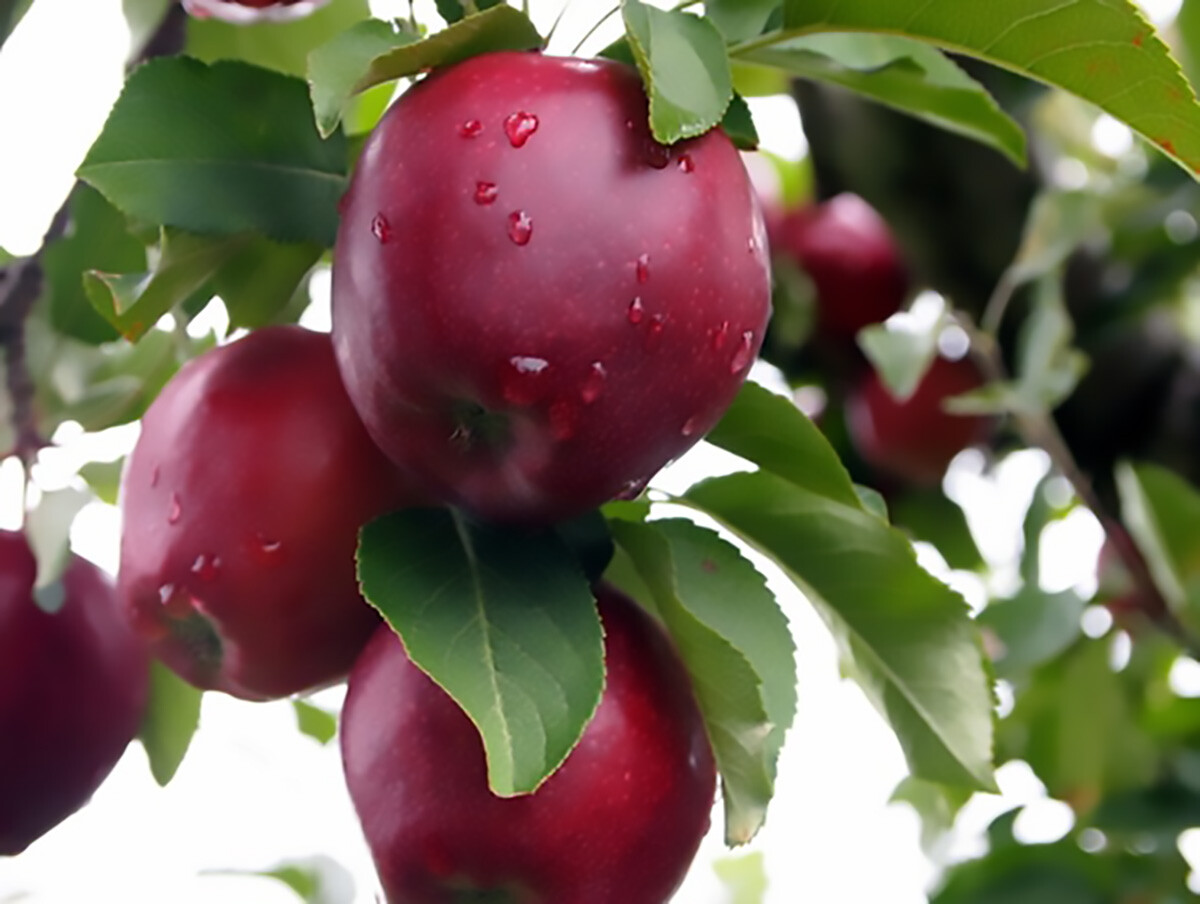 Red Delicious Apple, Malus pumila