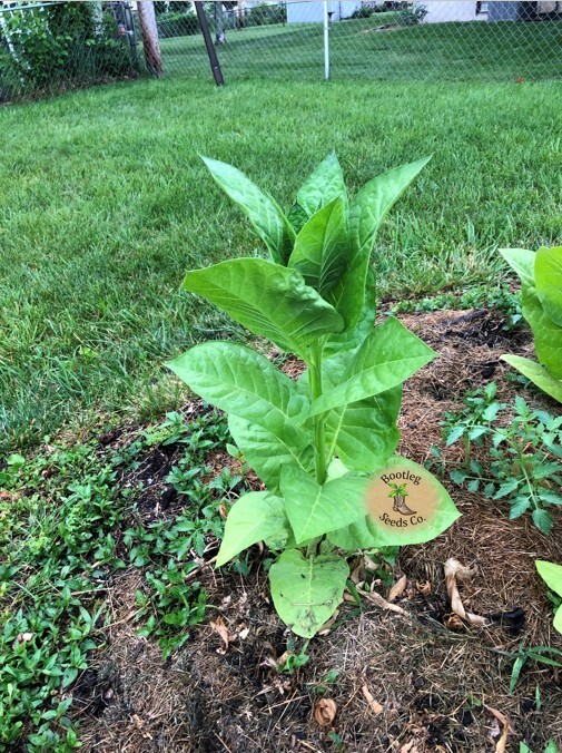Black Sea Samsun Tobacco Seeds (~1000) Turkish Rich & Flavorful +500 Free Seeds!