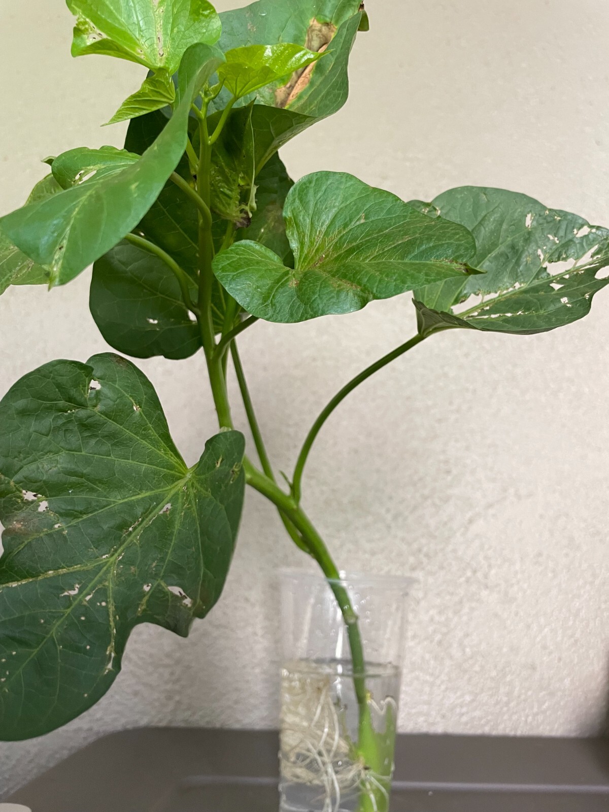 20 Edible Sweet Potato Plant Vine, Beauregard Sweet Potato slip Cuttings