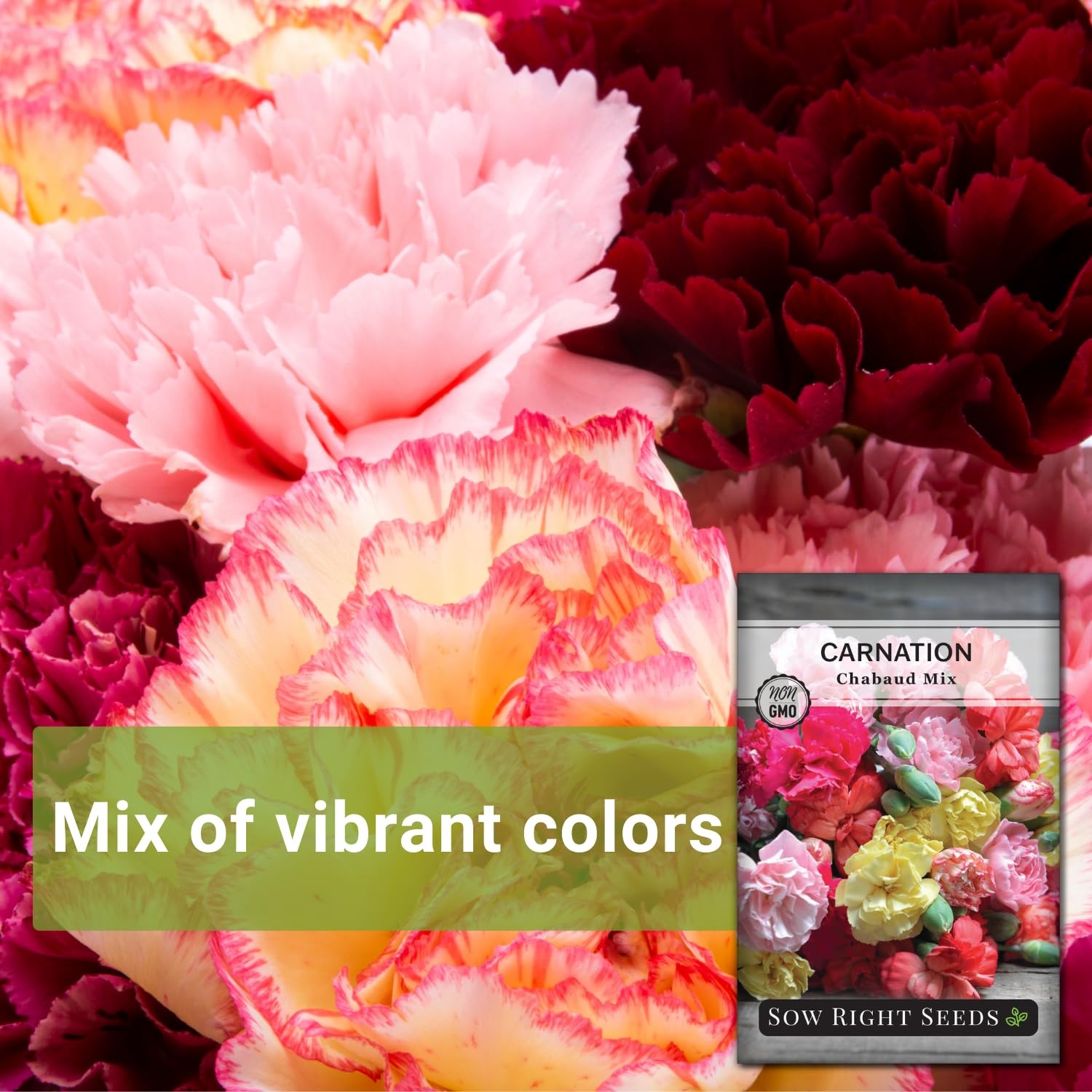 Chabaud Mix Carnation Seeds – Non-GMO Dianthus for Vibrant Outdoor Gardens