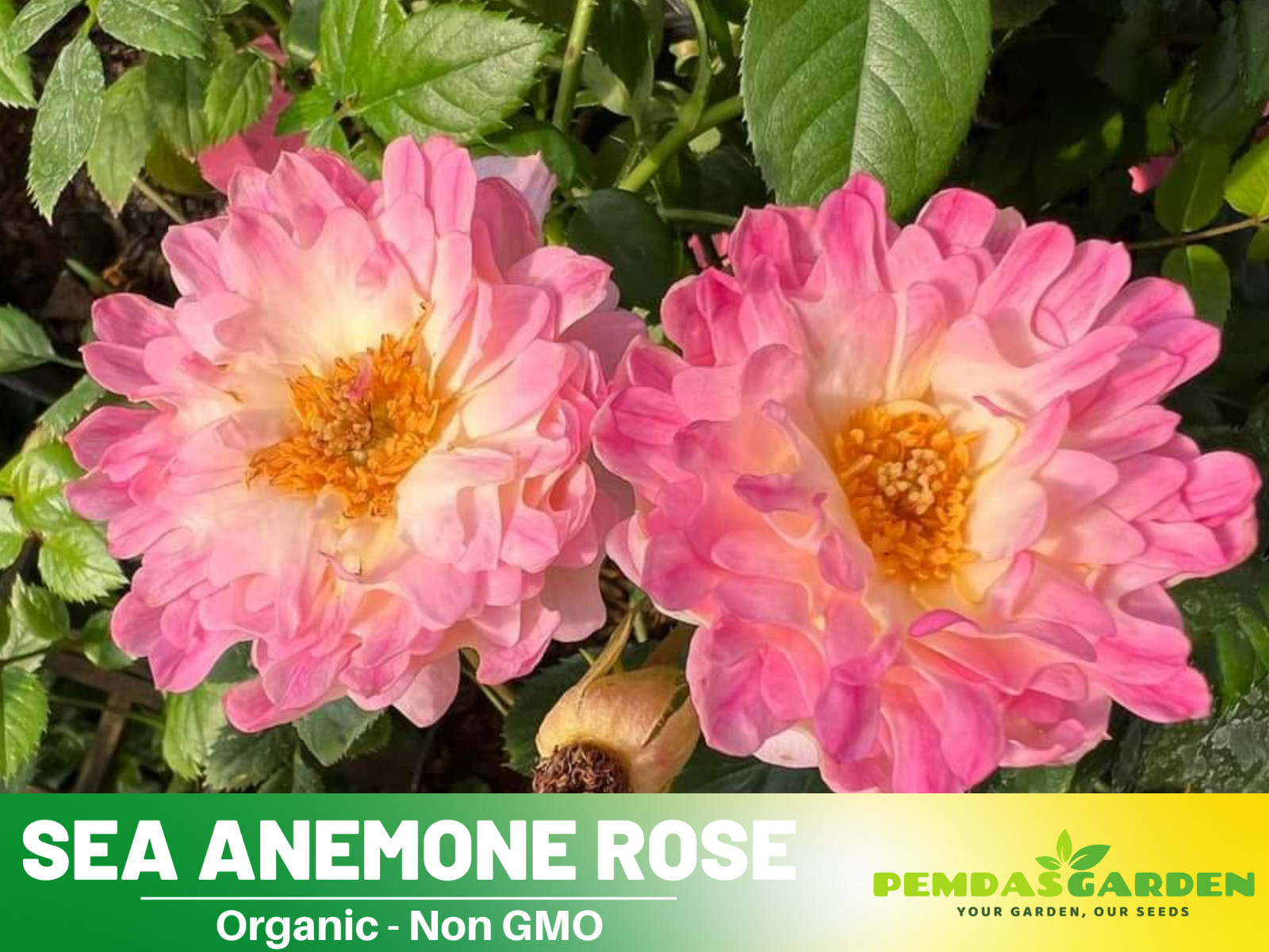 30+ Seeds| Sea Anemone Perennial Rose Seeds