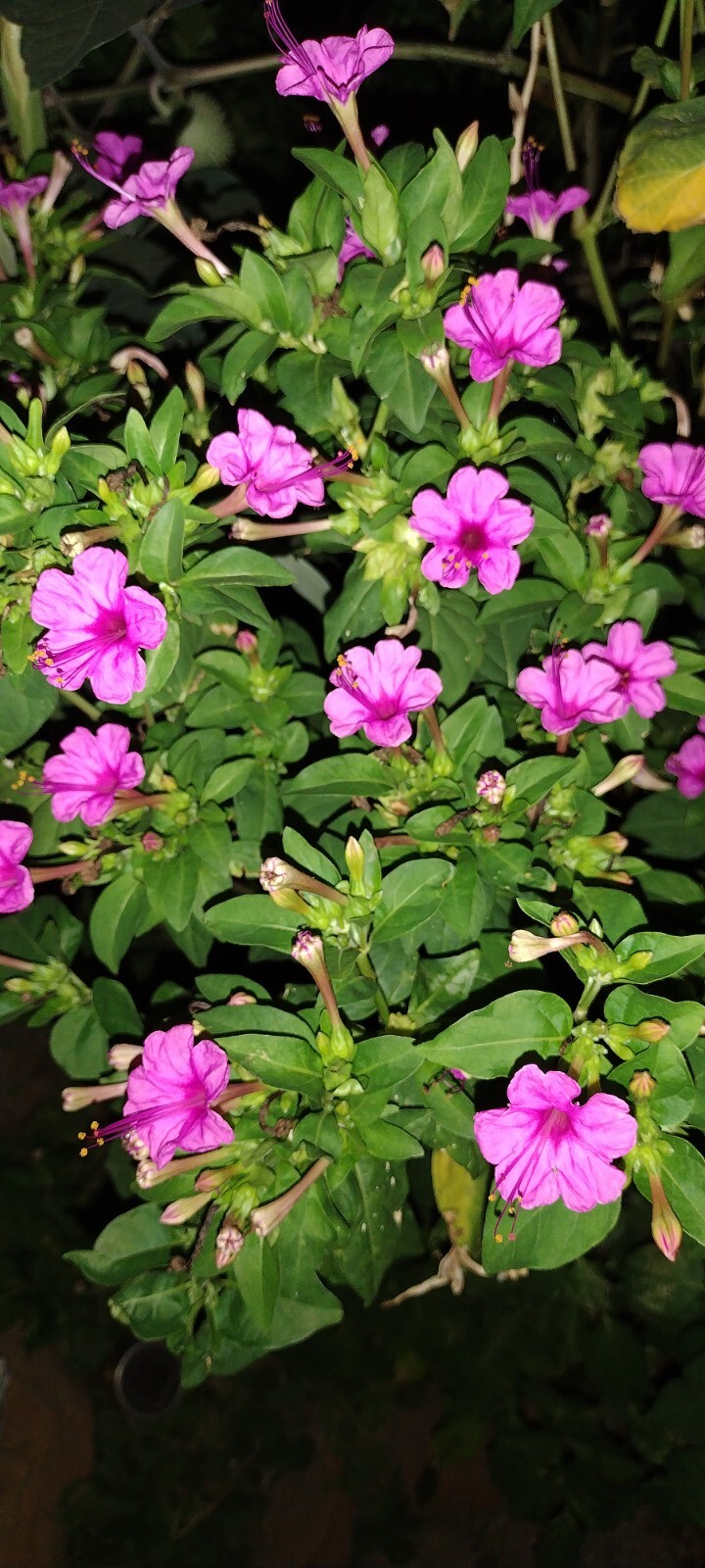 50x Four O’ Clock Flower Seeds Attracts Humming birds Butterflies FREE SHIPPING