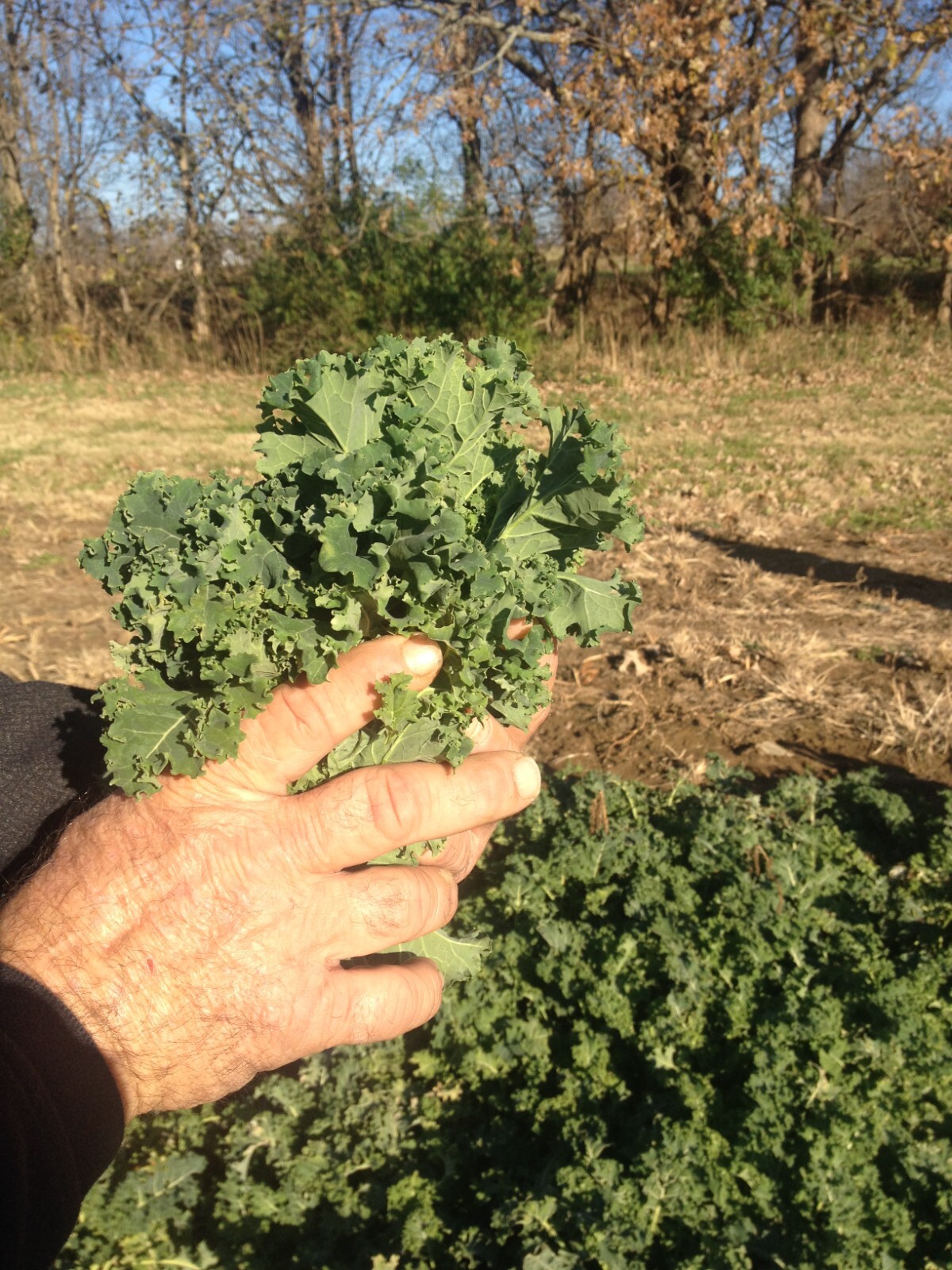 Broccoli, Waltham 29 100 – 125 NON – HYBRID NON – GMO Seeds Heirloom