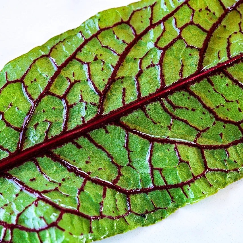 Organic Sorrel Bloody Dock Seeds Medicinal Herb Non-GMO