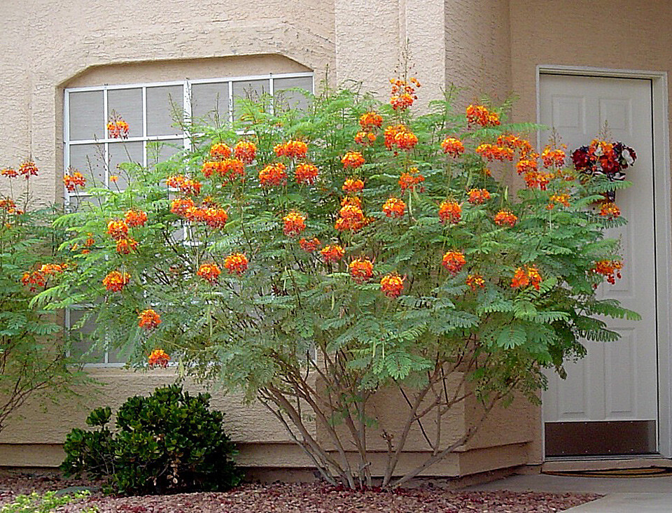 Caesalpinia Pulcherrima 10 Seeds Barbados Flowering Shrub Tree, Bird of Paradise