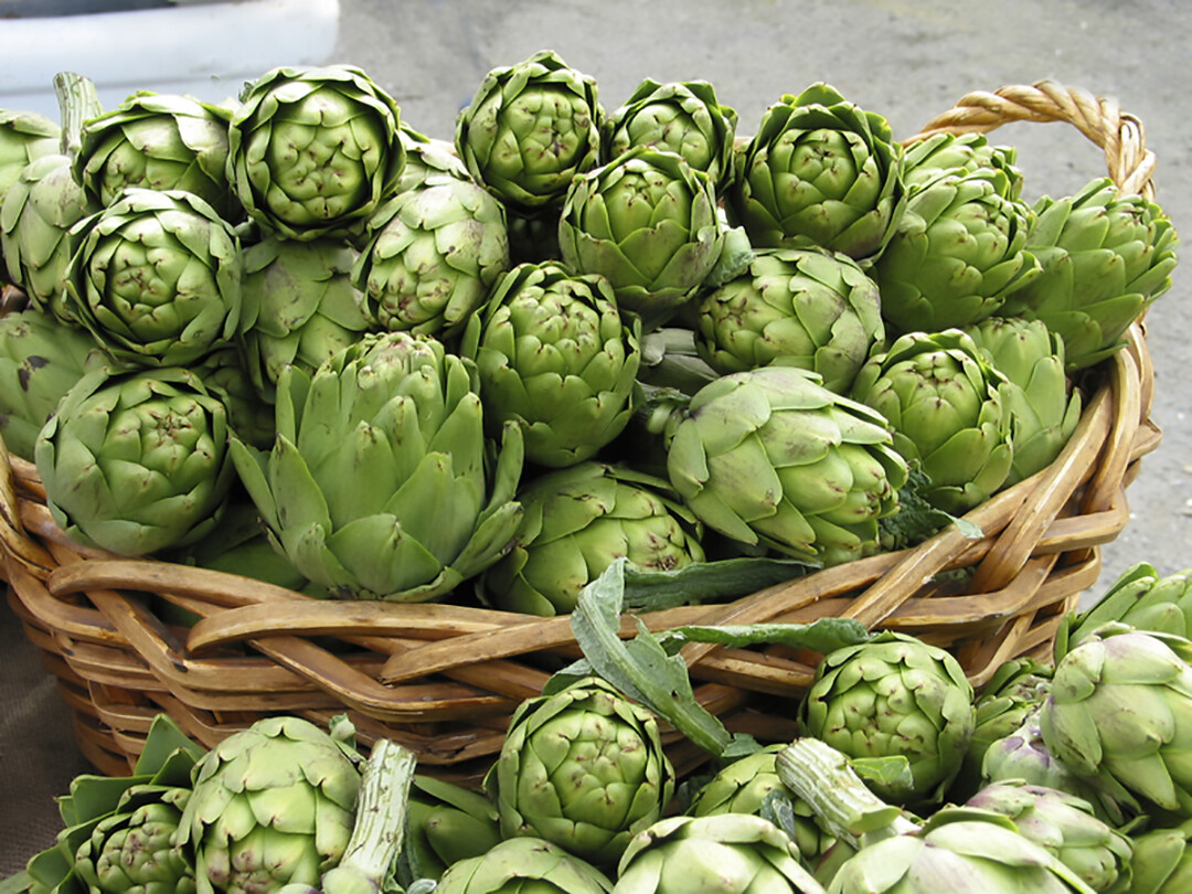 Globe Artichoke, Cynara scolymus, Seeds