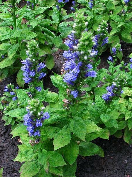 Lobelia siphilitica | Blue Cardinal Flower, | Big Blue Lobelia | 200 Seeds