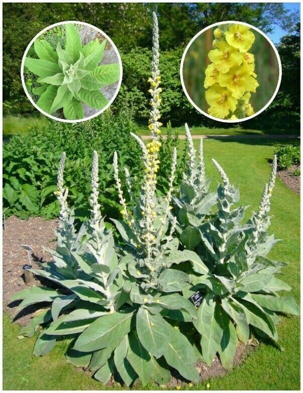 2500+ Organic Woolly Mullein Seeds ~Verbascum thapsus~ *Free US Shipping*