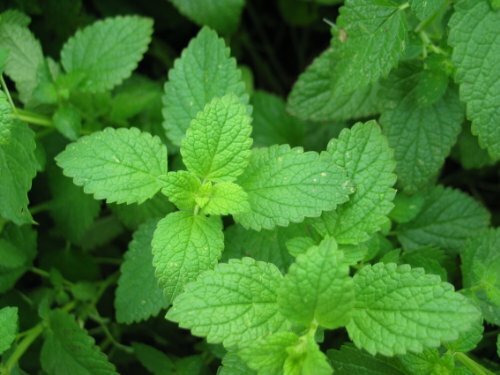 Peppermint Great Garden Herb By Seed Kingdom 1,000 Seeds