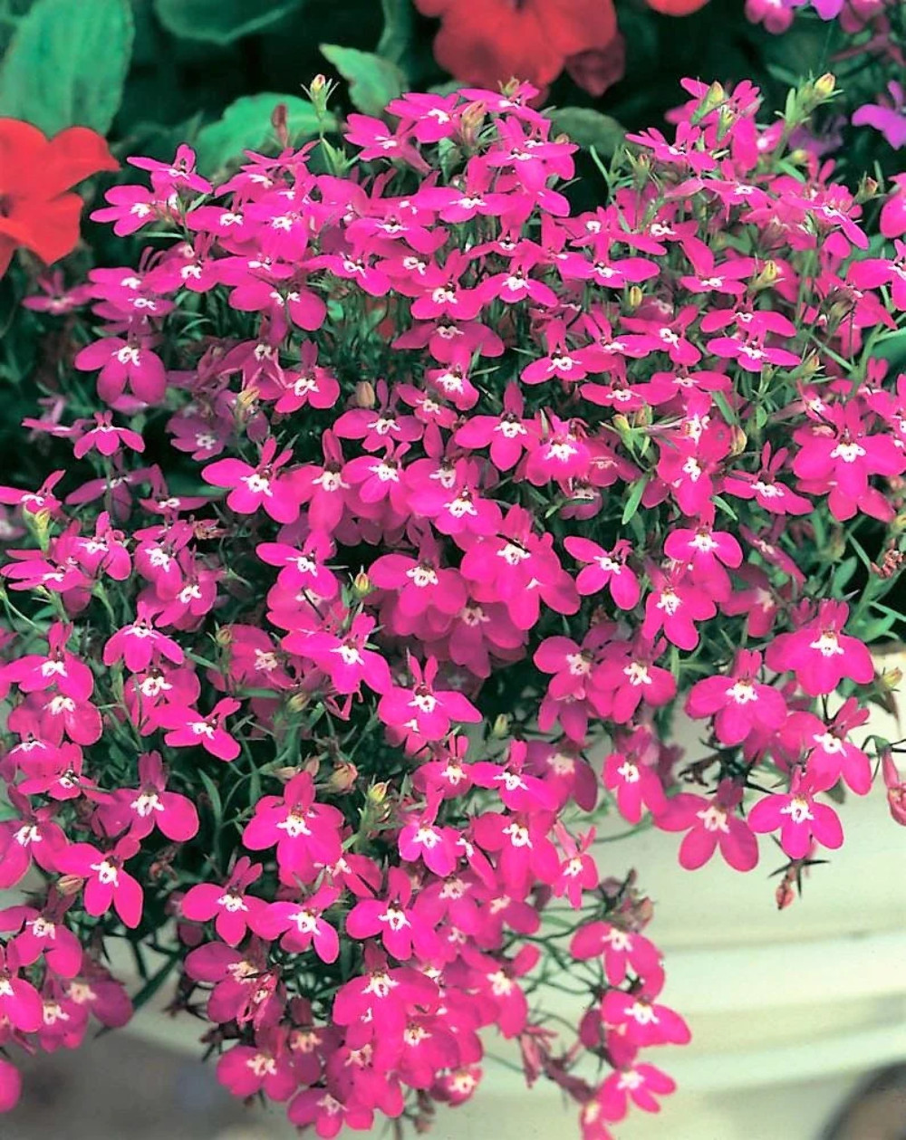 200 MAGENTA PINK LOBELIA Regatta Lobelia Erinus Flower Seeds