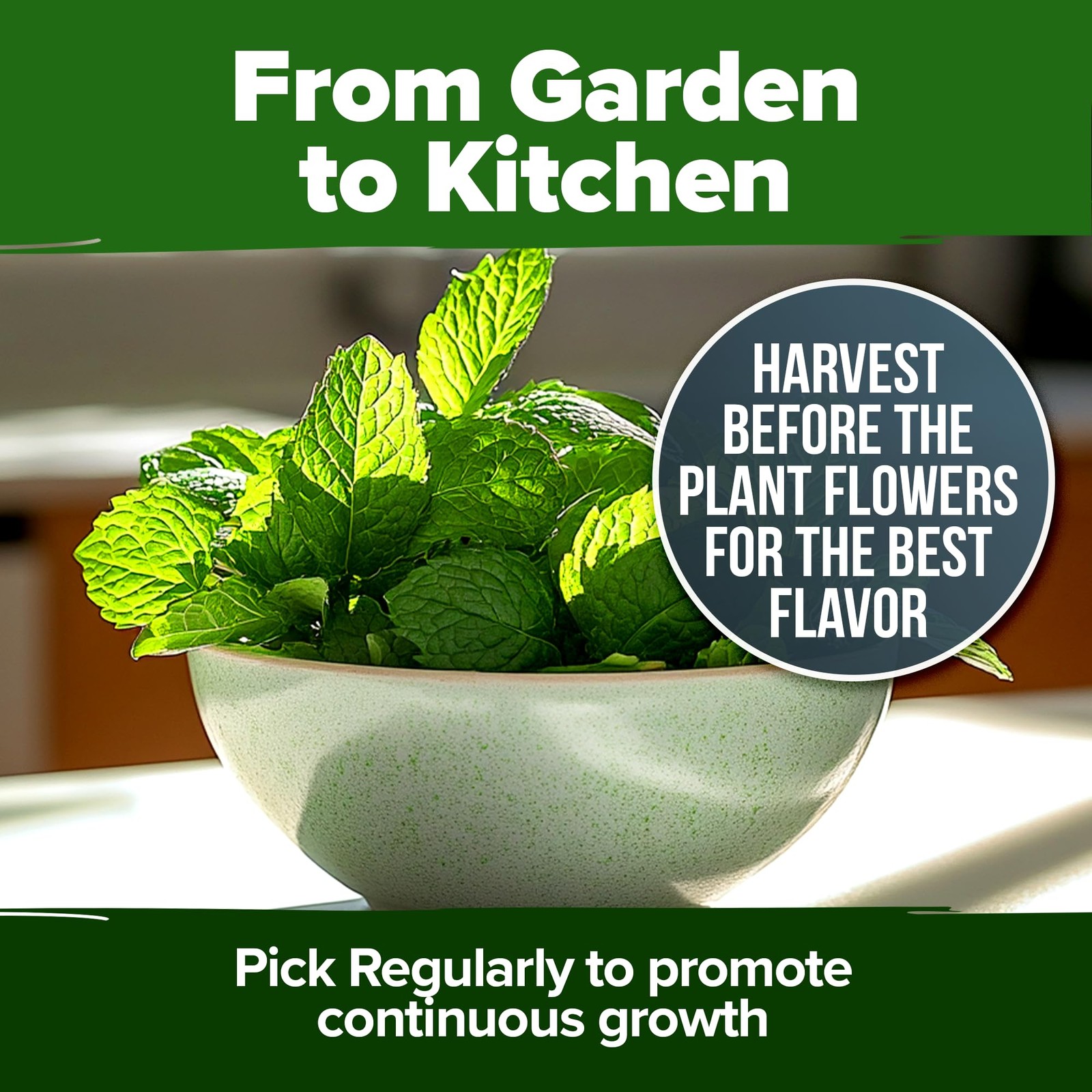 HOME GROWN Peppermint Seeds 2 Pack Mentha x piperita 4,740 Heirloom Mint Seed…