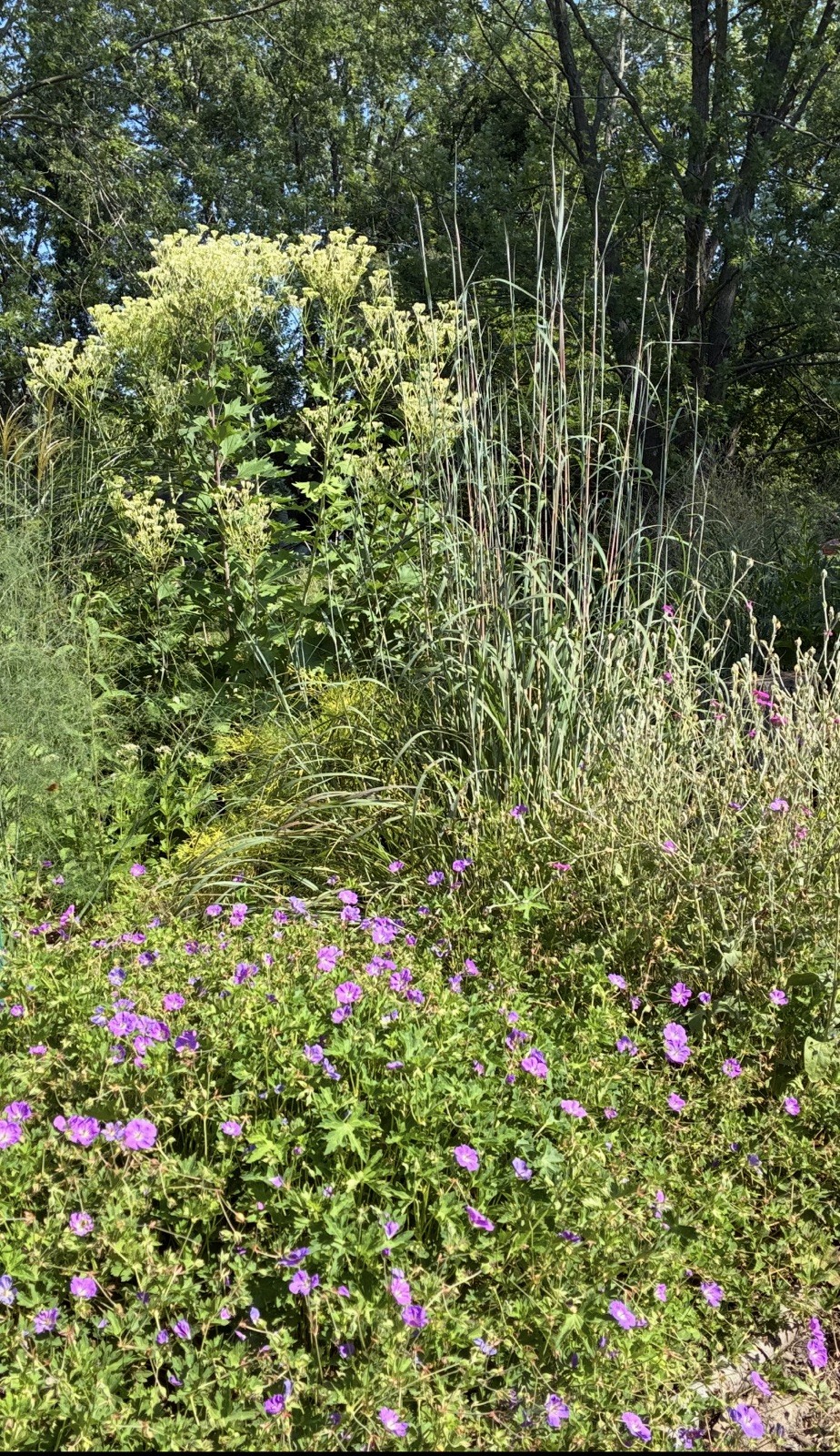 30 Pale Indian Plant Seeds – Native Pollinator Gigantic – 9ft Tall Perennial