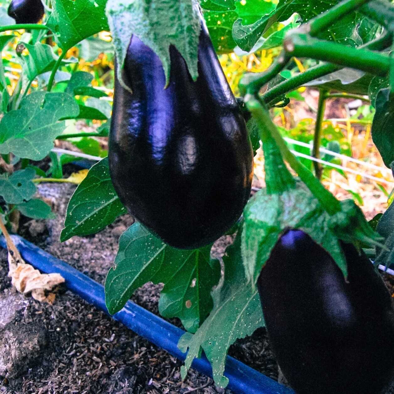 25 Fresh Black Beauty Eggplant Seeds, Tender, Mild, Non-Bitter Heirloom 2026 USA