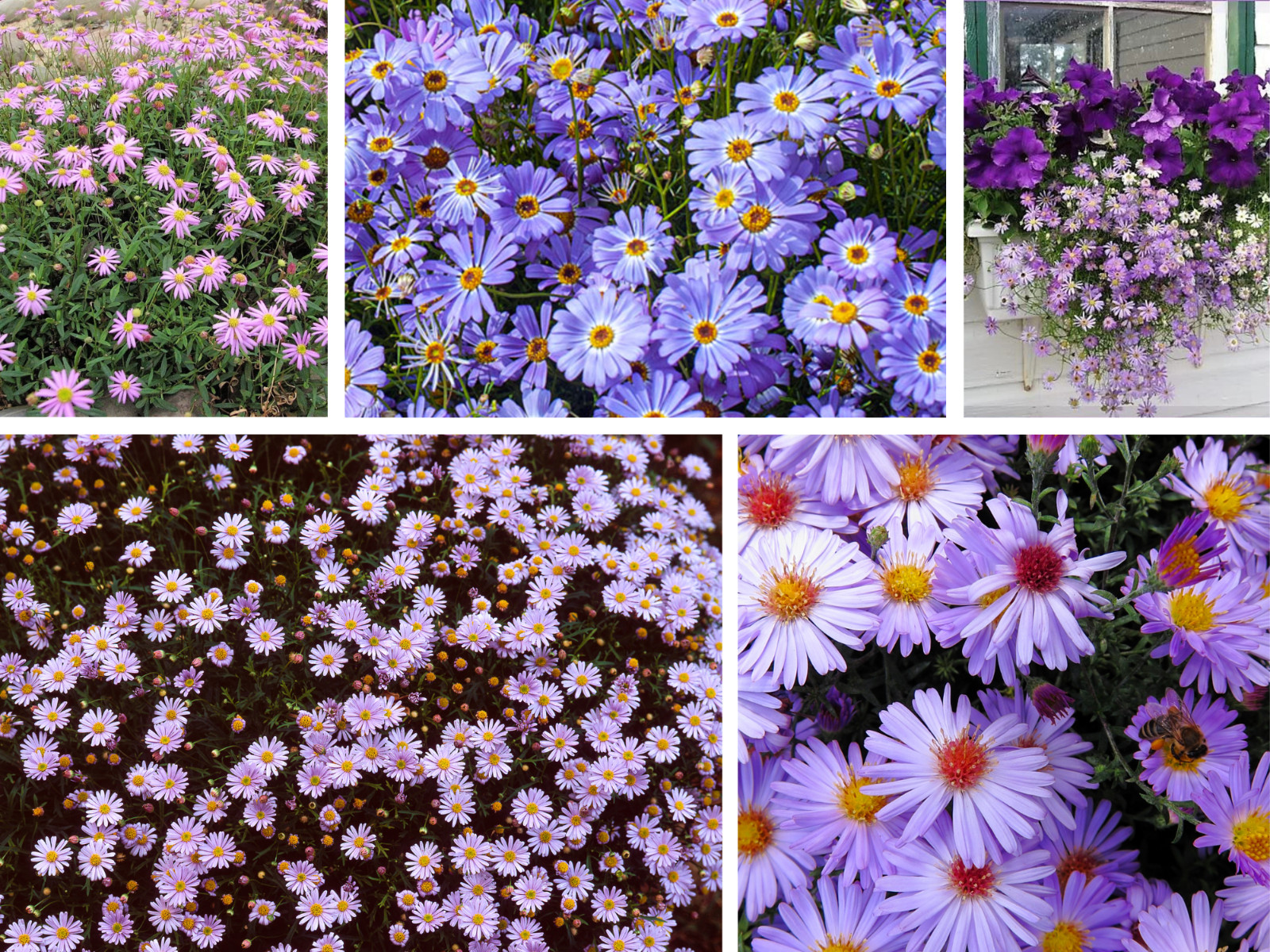 100 Seeds| Swan River Daisy Mix Seeds #N014