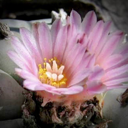 RARE SEEDS (10pk) w…v. Cuatro Cienegas x10 (Ten) Cactus US SELLER
