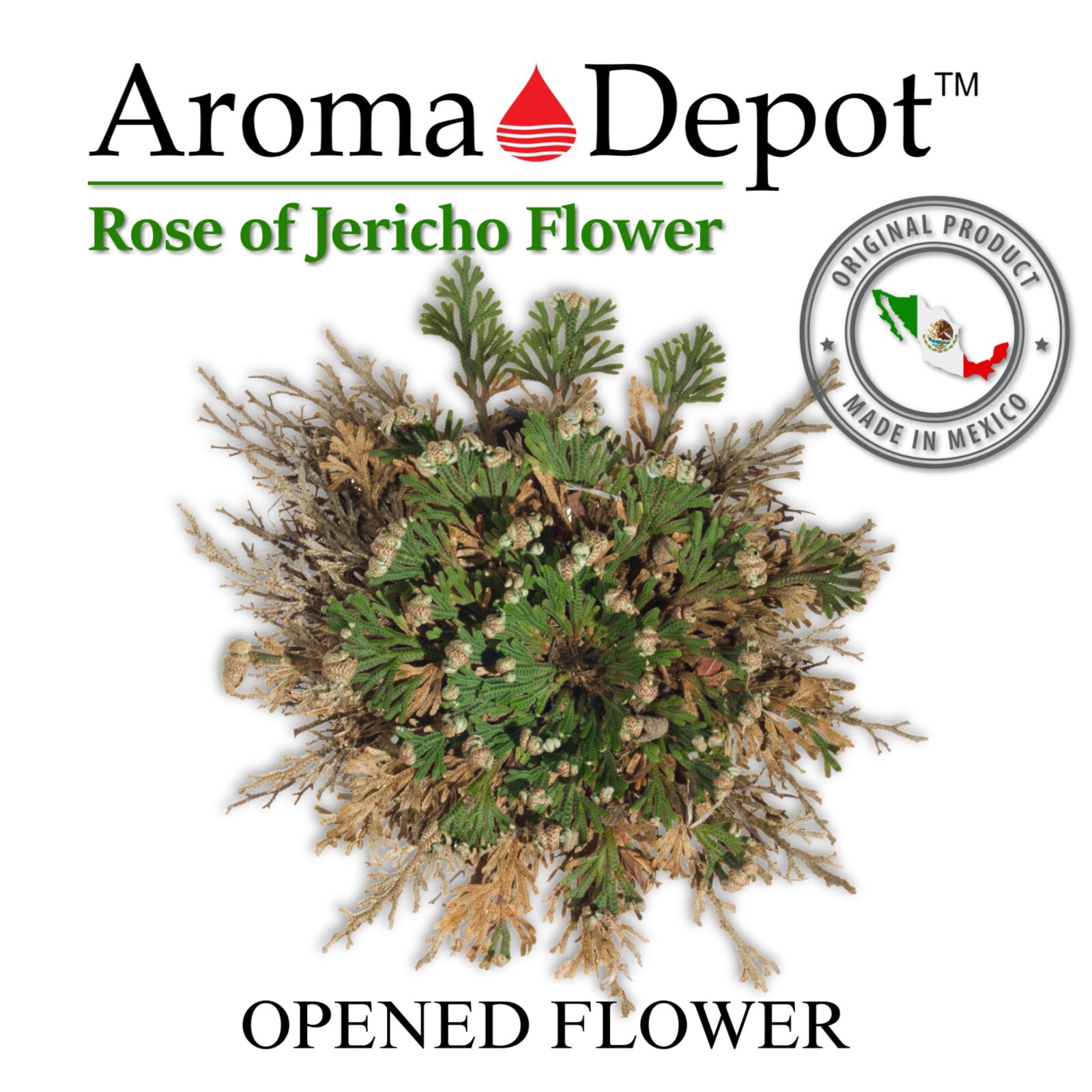 Rose of Jericho Flower Resurrection Rose Flor de Peña Selaginella Lepidoph Plant