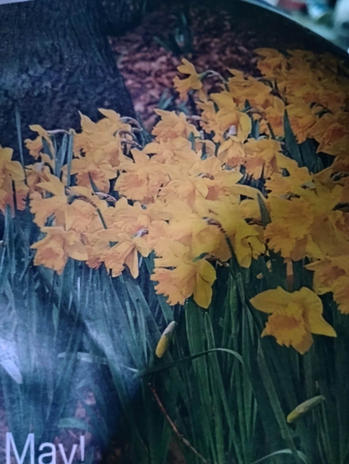 SET 20 MIXED DAFFODIL BULBS TIME TO PLANT! LONG LIVED EASY GROWERS! EARLY BLM!!