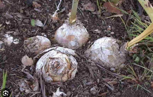 1 XLarge Amaryllis Belladonna Lily Pink Naked Ladies Plant Bulb Fall Blooms
