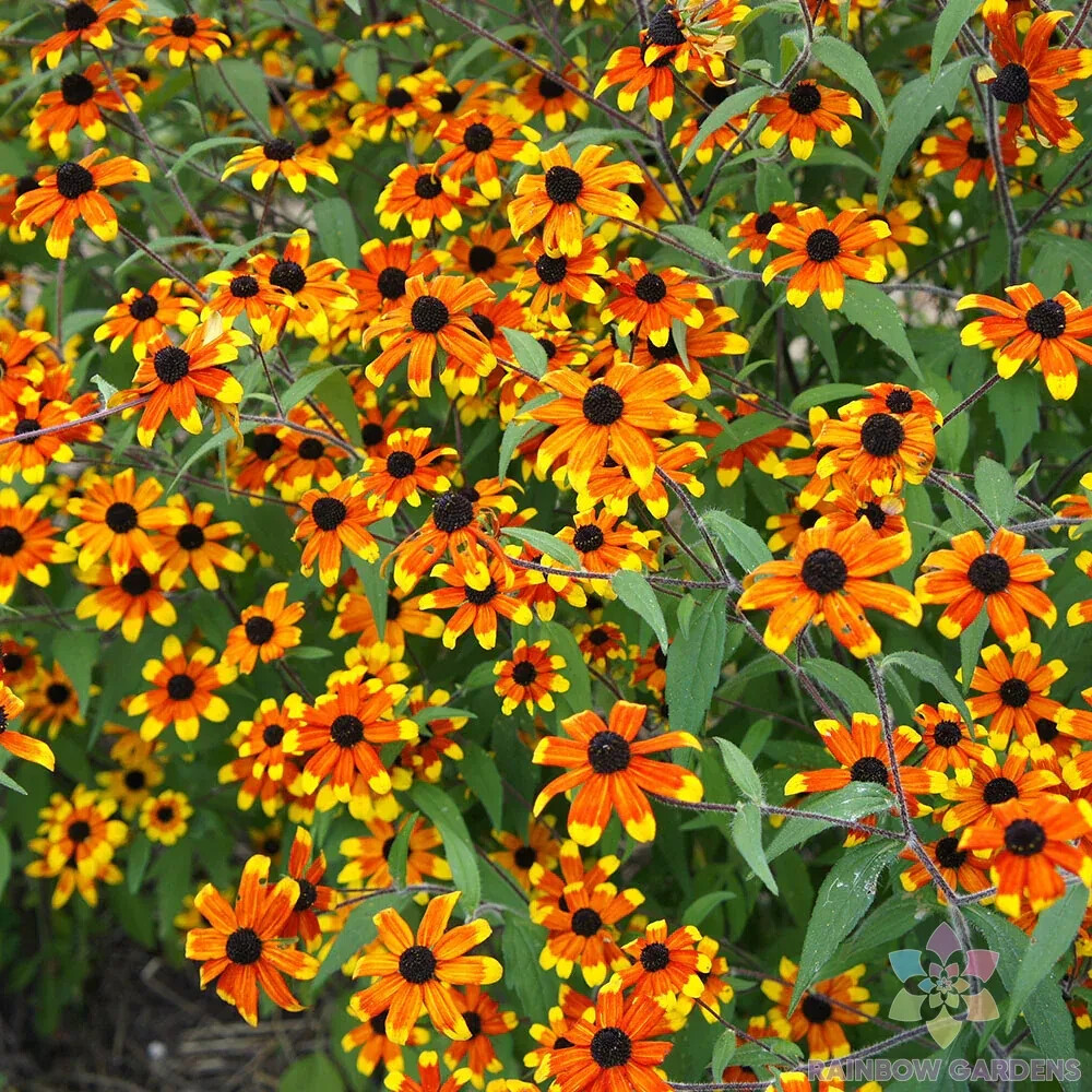200+ Prairie Glow Rudbeckia Seeds for Garden Planting – USA – FREE SHIPPING!
