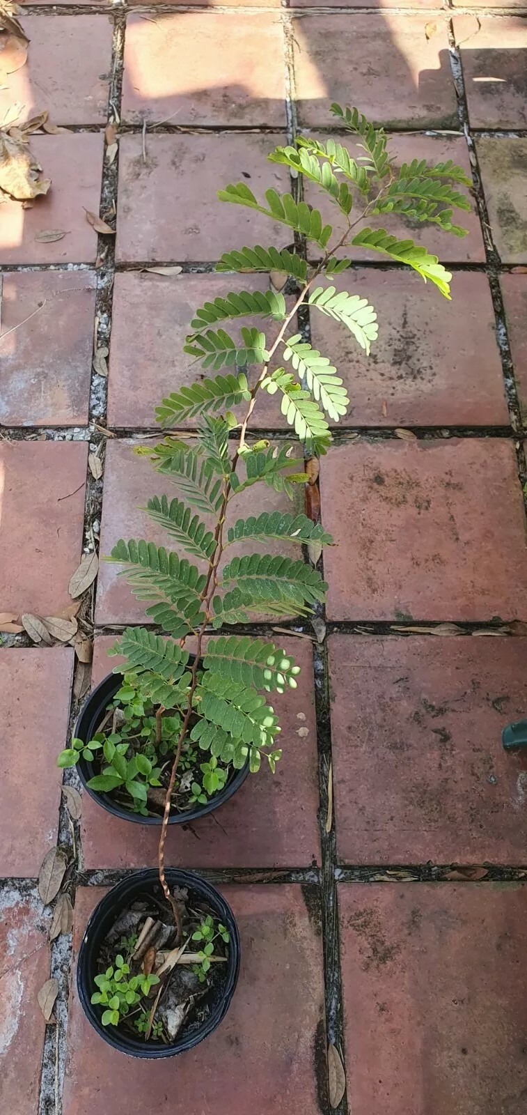 Tamarind seedling, sweet variety, Tamarindus Indica, 24″ + seedlings.