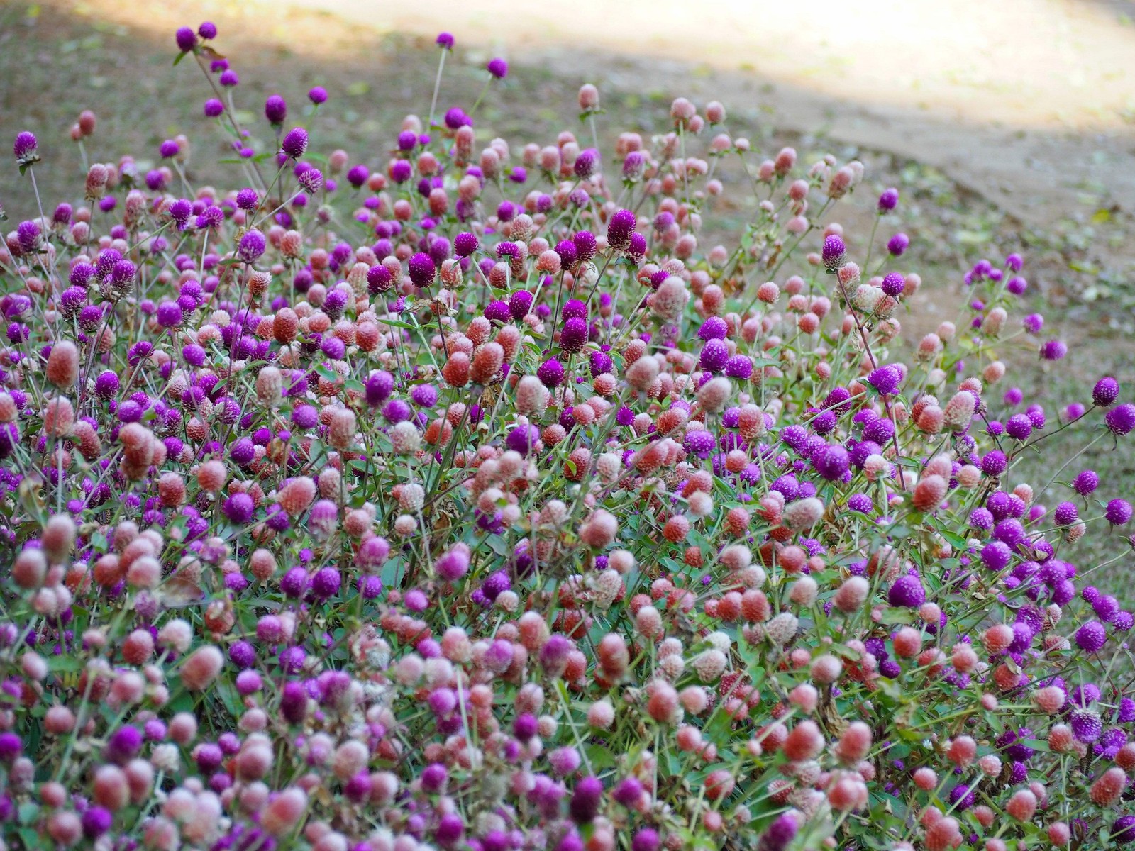 50 GLOBE AMARANTH MIX Gomphrena Globosa Mixed Colors Amaranthus Flower Seeds