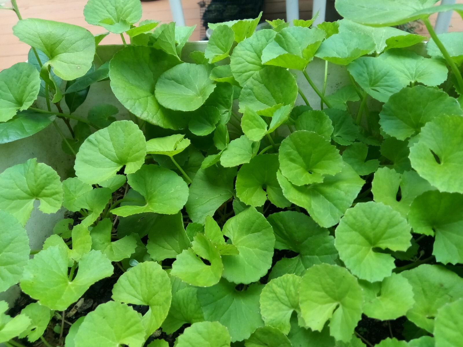 100+ Indian Pennywort (Centella Asiatica/Gotu Kola/Rau Ma )Seeds.US grown seeds.