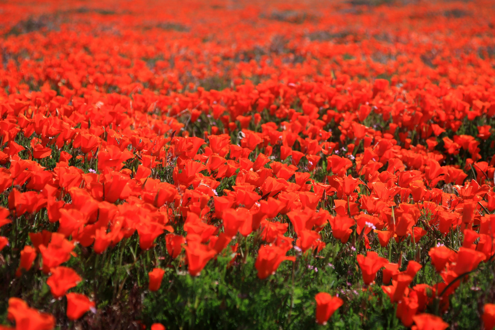 100 RED CALIFORNIA POPPY Eschscholzia Californica Native Flower Seeds