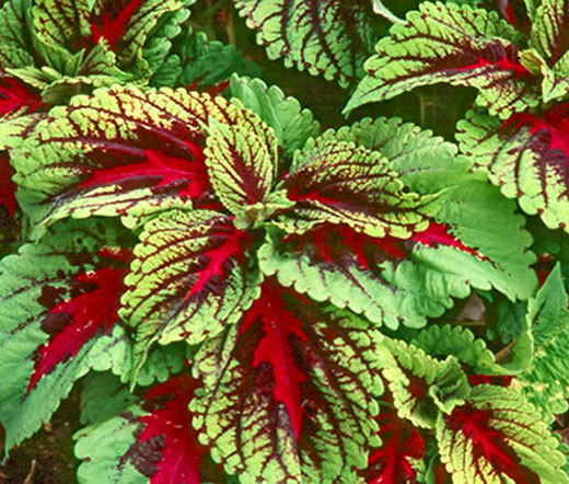 COLEUS KONG RED Solenostemon Scutellarioides – 40 Bulk Seeds