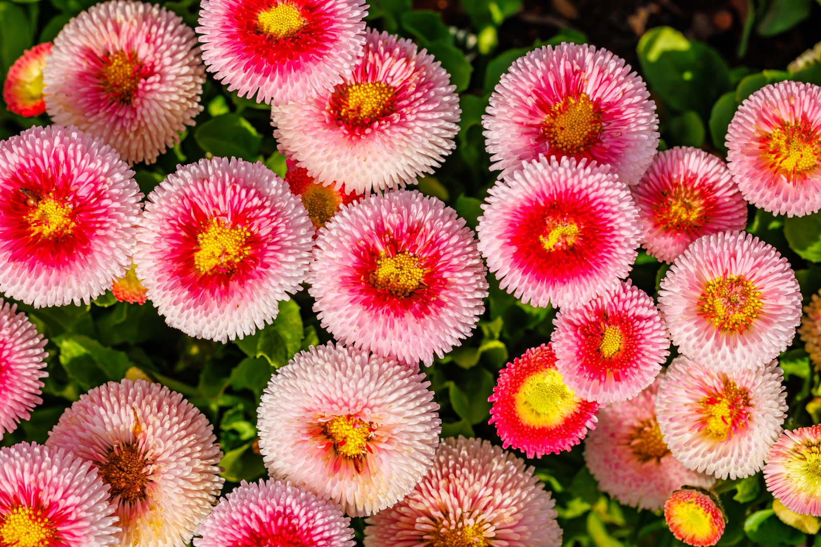 100 STRAWBERRIES & CREAM ENGLISH DAISY Bellis Perennis Flower Seeds *Comb S/H