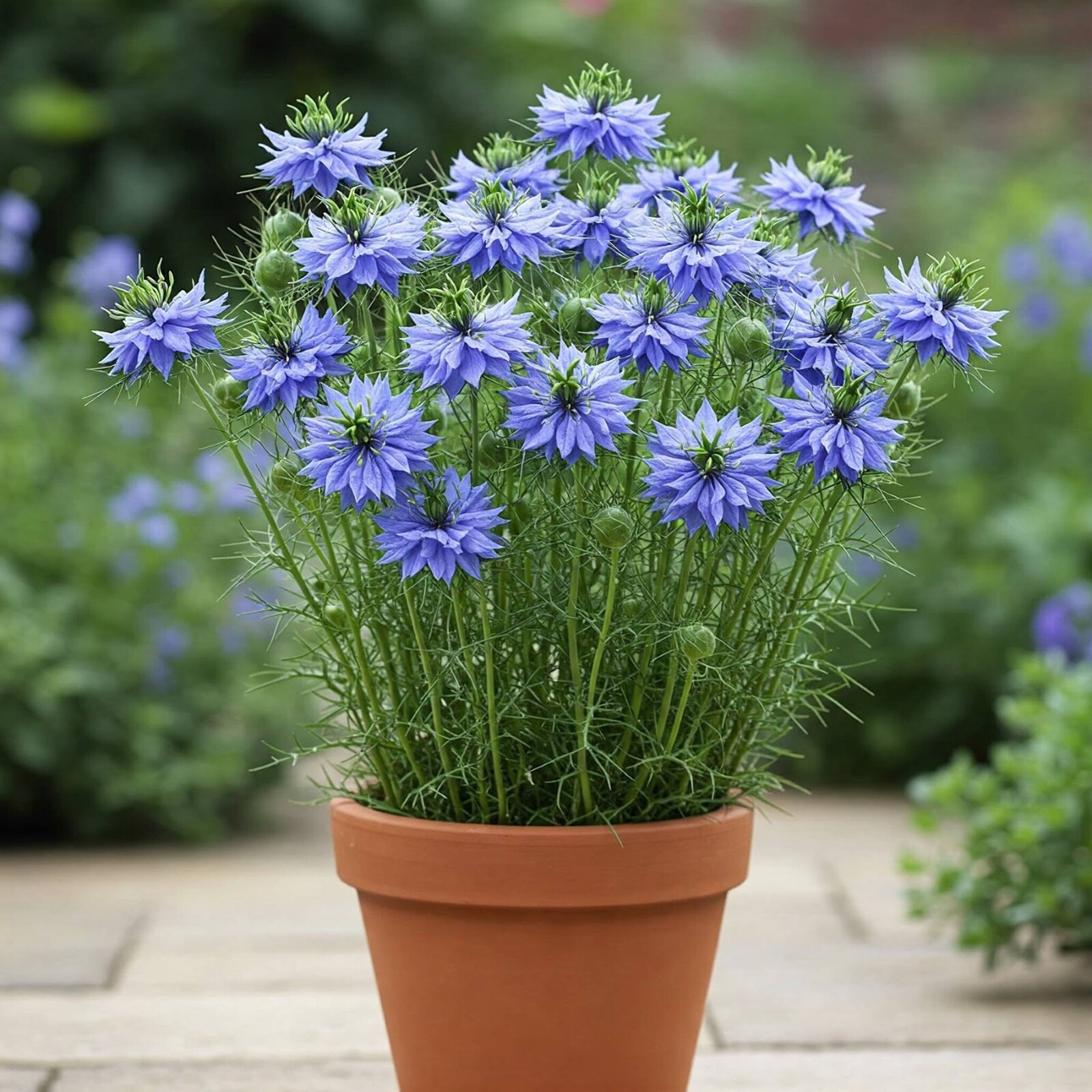 Nigella Double SkyBlue 100 seeds