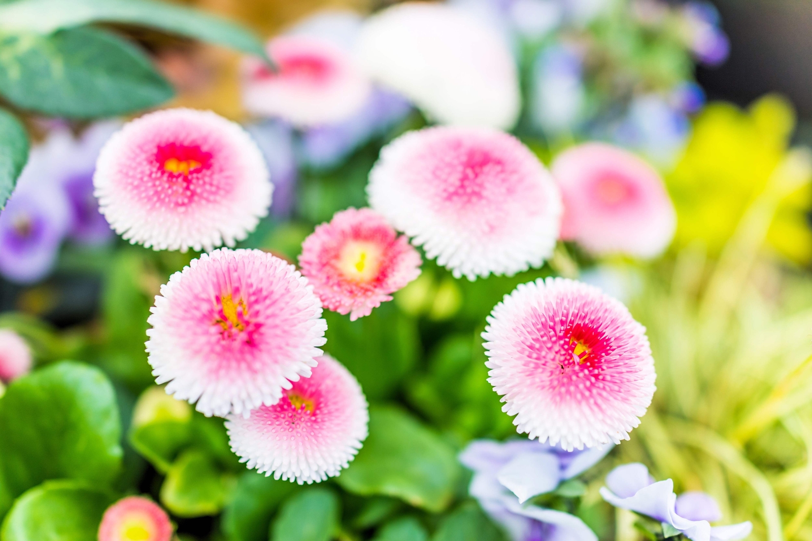 100 STRAWBERRIES & CREAM ENGLISH DAISY Bellis Perennis Flower Seeds *Comb S/H