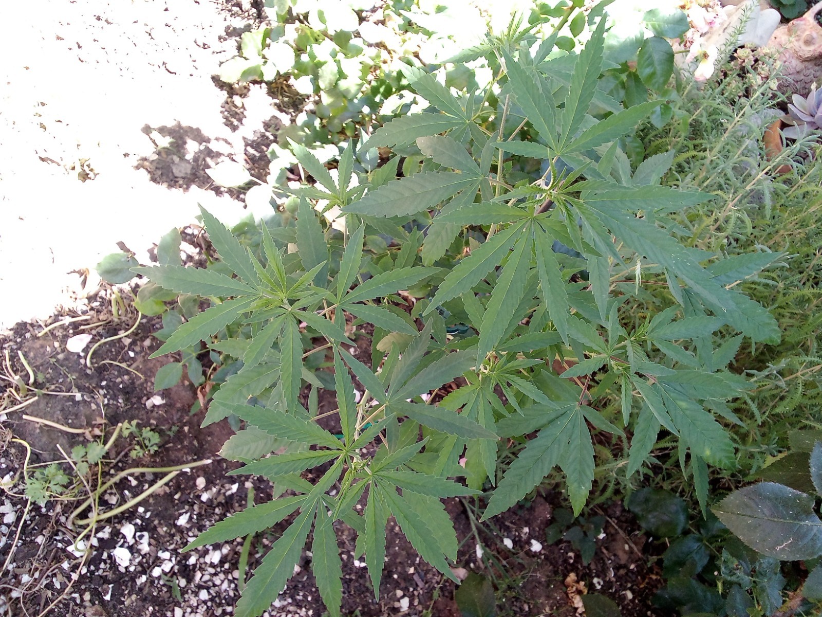 TSK23 Farms “Babylon Mistress” Unfeminized Seed Pack (100-120 Seeds)