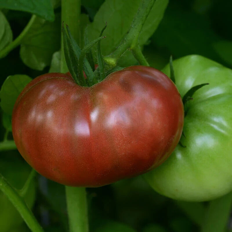 Cherokee Purple Tomato Seeds Heirloom Slicing Non Gmo Garden Plant