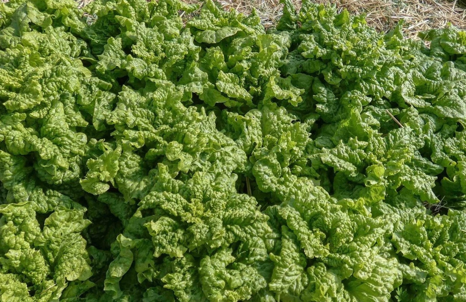 Black Seeded Simpson, Loose-Leaf Lettuce Seeds, Fresh! – Organic Heirloom NONGMO