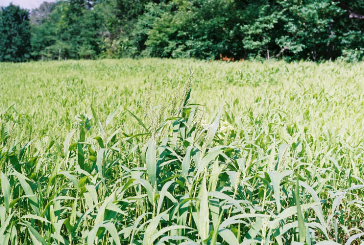 Brown Top Millet Seeds “Premium Florida Grown” 25 lbs.