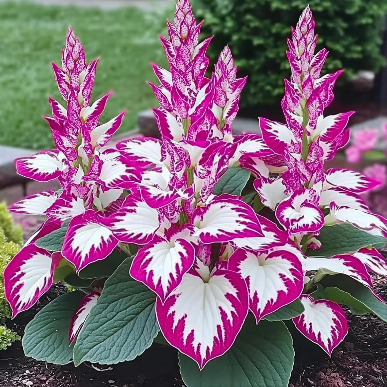Hosta Seeds 110+ Mixed, Shade-Resistant Perennial Plants, Unique Leaf Color Comb
