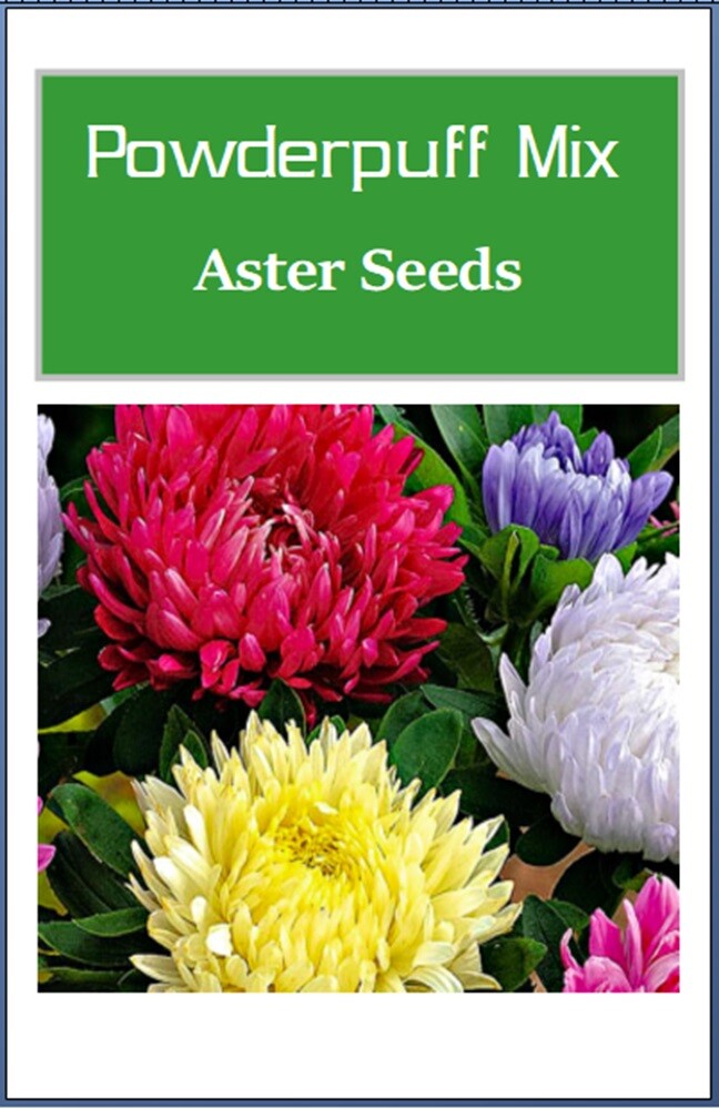 Powderpuff Mix Aster Seeds | NON-GMO | Heirloom | Fresh Flower Seeds