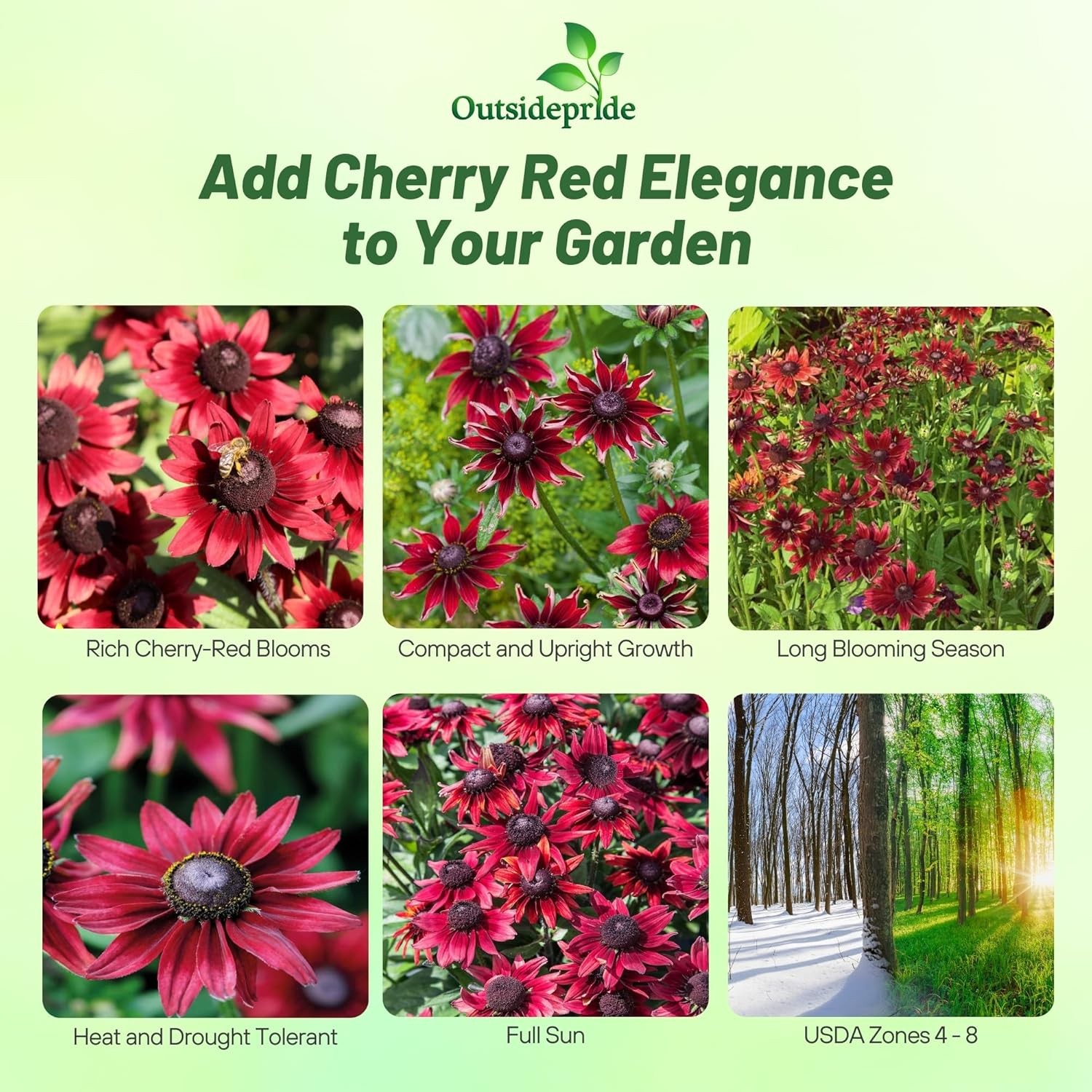 50 Seeds Rudbeckia Hirta Cherry Brandy Drought Tolerant Garden Plant Flower