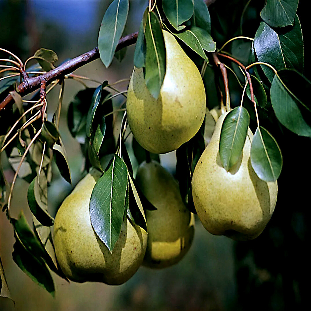 EUROPEAN PEAR TREE SEEDS (Pyrus Communis) Fast Hardy Fruit Flower Garden Plant