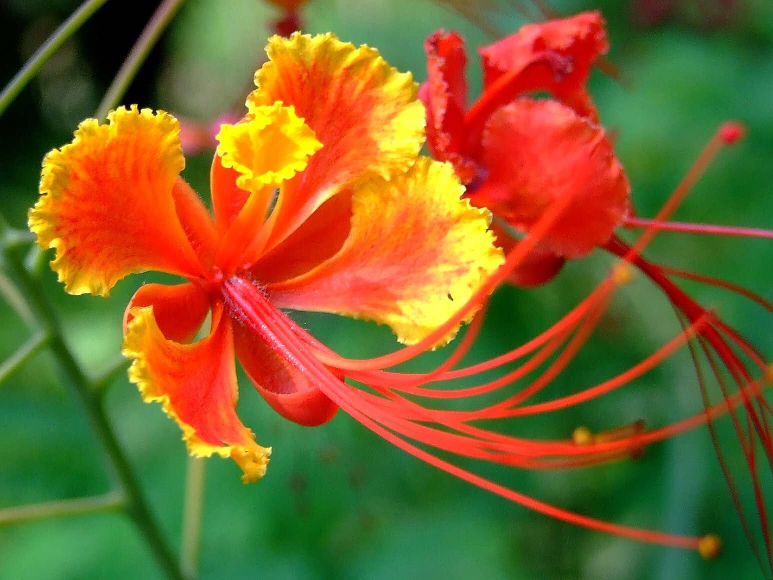 Red Bird of Paradise Flower Seeds for Planting – 10 Seeds – Caesalpinia pulcherr