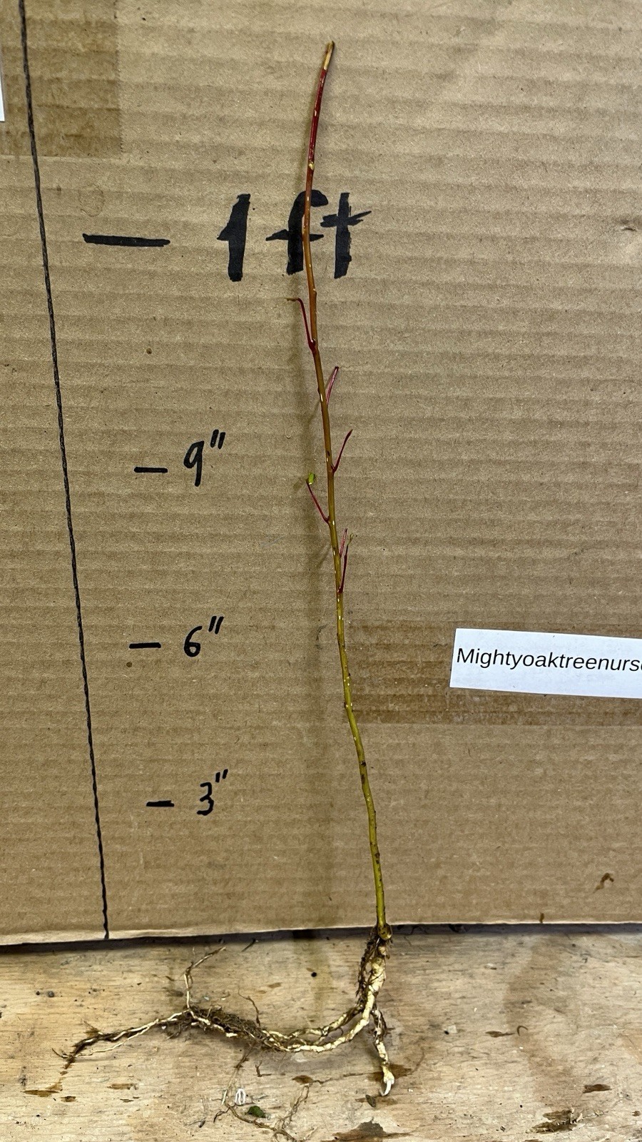 Cottonwood Tree, 1 year old healthy plant, Populus Fremontii 8-12 inches tall