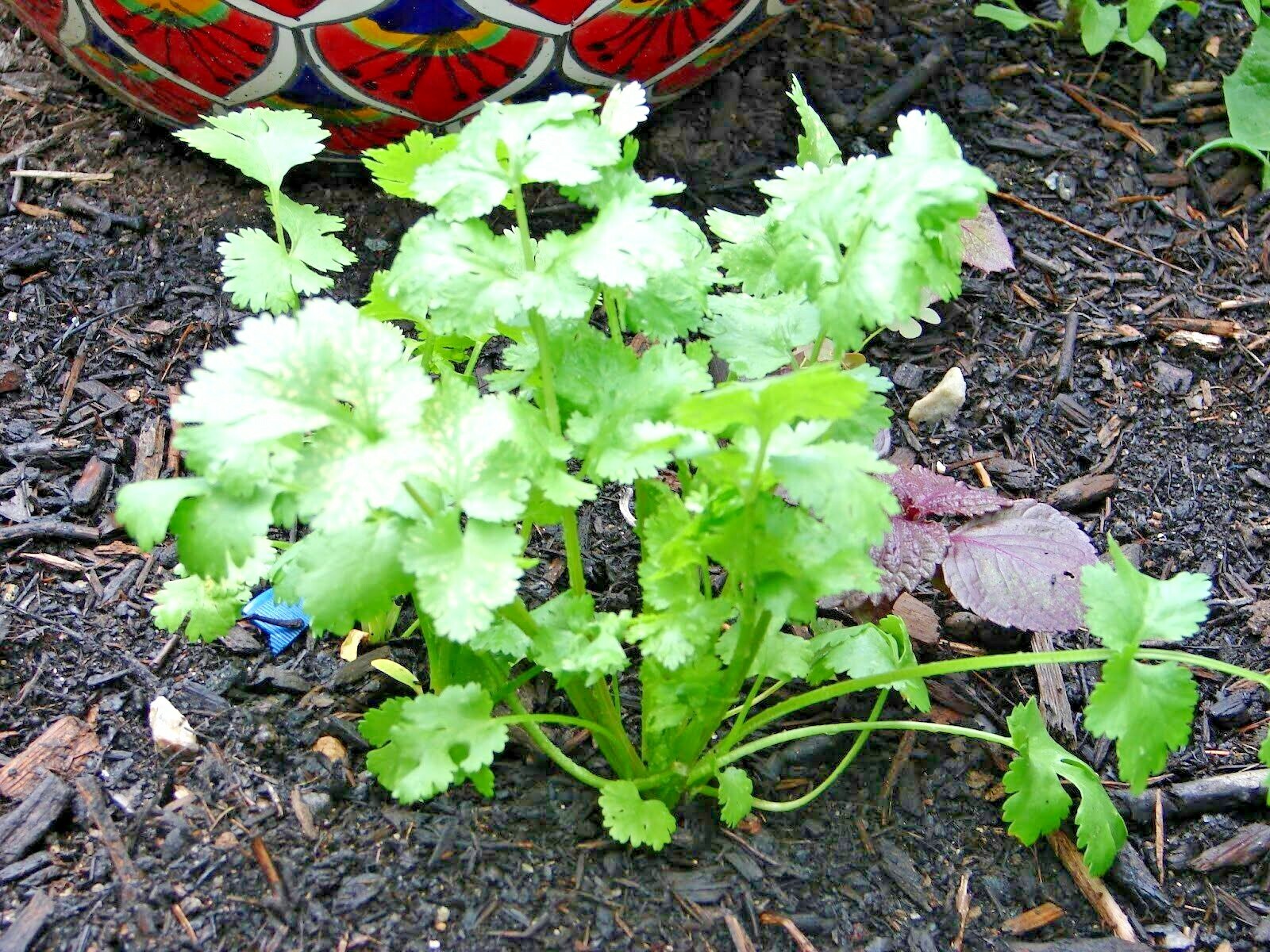 60+CILANTRO Seeds Coriander Salsa Tex Mex Kitchen Summer Garden Container Herb