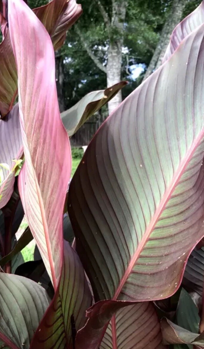 Canna Bulbs Red Flowers Tall Plants ONE Bronze Leaf Lily Rhizome