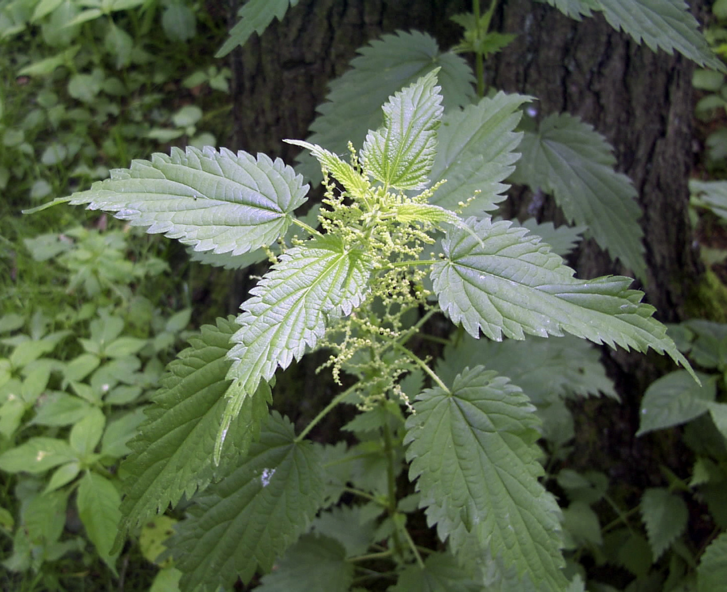 3000 Stinging Nettle Seeds – Urtica Dioica – Medicinal Plant – Deer Resistant