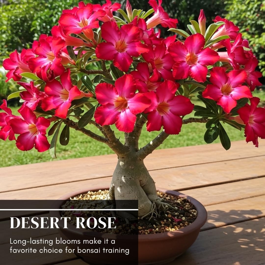 20 Mixed Color Desert Rose Seeds – Exotic Adenium Obesum for Indoor Gardening