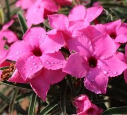 Adenium Swazicum ( Summer Impala Lily ) 1 Year Old Plant, Plus 2 bonus plants!