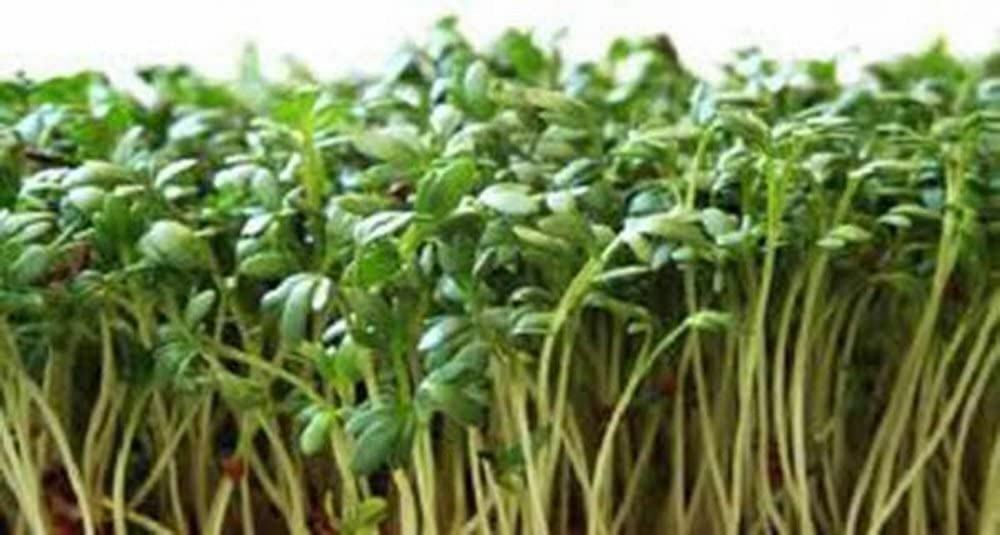 Logan’s Leafy Greens Mix Seeds for Sprouting microgreens, Arugula, Curled Cress.